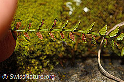 Grünstieliger Streifenfarn (Asplenium viride) (C194144)