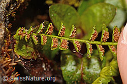 Grünstieliger Streifenfarn (Asplenium viride) (C194146)