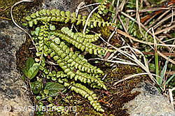 Grünstieliger Streifenfarn (Asplenium viride) (C194148)