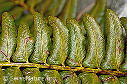 Foto: Lanzenfarn (Polystichum lonchitis)
