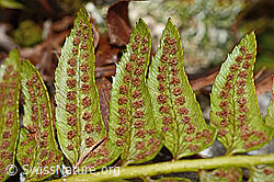 Foto: Lanzenfarn (Polystichum lonchitis)