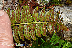 Foto: Lanzenfarn (Polystichum lonchitis)