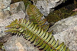 Foto: Lanzenfarn (Polystichum lonchitis)