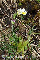 Alpen-Fettblatt (Pinguicula alpina) (C194260)