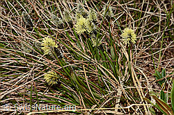 Foto: Frühlings-Segge (Carex caryophyllea)