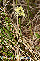 Foto: Frühlings-Segge (Carex caryophyllea)