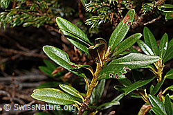 Rostblättrige Alpenrose (Rhododendron ferrugineum) (C194295)
