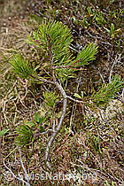 Foto: Bergföhre (Pinus mugo)