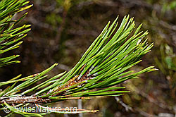 Foto: Bergföhre (Pinus mugo)