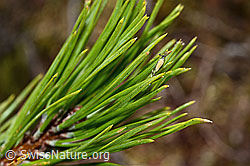 Foto: Bergföhre (Pinus mugo)