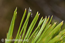 Foto: Bergföhre (Pinus mugo)