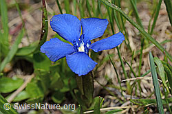 Frühlings-Enzian (Gentiana verna) (C194454) Frühlings-Enzian (Gentiana verna) (C194454)
