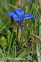 Frühlings-Enzian (Gentiana verna) (C194456) Frühlings-Enzian (Gentiana verna) (C194456)