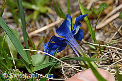 Frühlings-Enzian (Gentiana verna) (C194457) Frühlings-Enzian (Gentiana verna) (C194457)