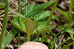 Berg-Hahnenfuss (Ranunculus montanus) (C194480)