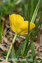 Berg-Hahnenfuss (Ranunculus montanus) (C194481)