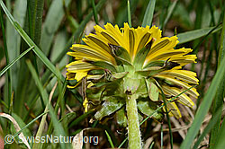Gewöhnlicher Löwenzahn (Taraxacum officinale) (C194554) Gewöhnlicher Löwenzahn (Taraxacum officinale) (C194554)