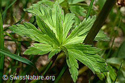 Foto: Trollblume (Trollius europaeus)