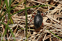 Schwarzer Rüsselkäfer (Otiorhynchus coecus) (19.06.2021, C194576)