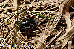 Foto: Schwarzer Rüsselkäfer (Otiorhynchus coecus)