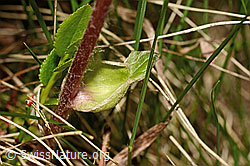 Foto: Alpenlattich (Homogyne alpina)