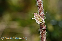 Foto: Alpenlattich (Homogyne alpina)