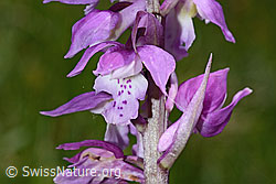 Orchis mascula (C194622)