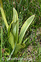Orchis mascula (C194625)