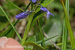 Voralpen-Kreuzblume (Polygala alpestris) (C194638)