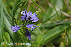 Voralpen-Kreuzblume (Polygala alpestris) (C194641)
