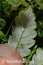 Silberwurz (Dryas octopetala) (C195109) Silberwurz (Dryas octopetala) (C195109)