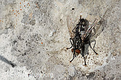 Foto: Graue Fleischfliege (Sarcophaga carnaria)