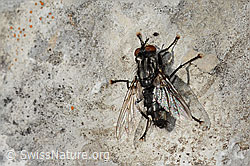 Foto: Graue Fleischfliege (Sarcophaga carnaria)