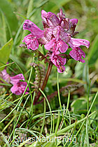 Foto: Quirlblättriges Läusekraut (Pedicularis verticillata)