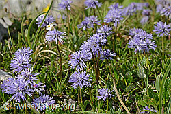 Foto: Herzblättrige Kugelblume (Globularia cordifolia)