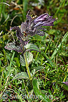 Alpenhelm (Bartsia alpina) (C195296) Alpenhelm (Bartsia alpina) (C195296)