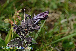Alpenhelm (Bartsia alpina) (C195297) Alpenhelm (Bartsia alpina) (C195297)