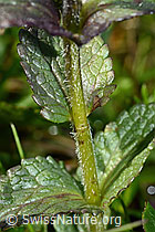 Alpenhelm (Bartsia alpina) (C195298) Alpenhelm (Bartsia alpina) (C195298)