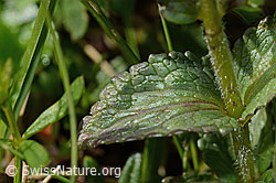 Alpenhelm (Bartsia alpina) (C195299) Alpenhelm (Bartsia alpina) (C195299)