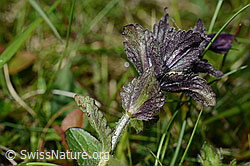 Alpenhelm (Bartsia alpina) (C195301) Alpenhelm (Bartsia alpina) (C195301)