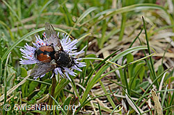 Herzblättrige Kugelblume