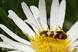 Bergwiesen-Urfalter (Micropterix allionella) auf Alpenmasslieb (Aster bellidiastrum) (26.06.2021, C195409)