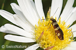 Bergwiesen-Urfalter (Micropterix allionella) auf Alpenmasslieb (Aster bellidiastrum) (26.06.2021, C195413)