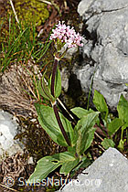 Berg-Baldrian (Valeriana montana) (26.06.2021, C195429)