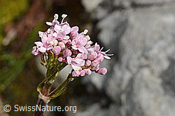 Berg-Baldrian (Valeriana montana) (26.06.2021, C195430)