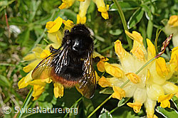 Bergwald-Hummel (Bombus wurflenii) an Alpen-Wundklee (Anthyllis vulneraria ssp. alpestris) (26.06.2021, C195443)