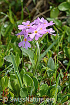 Mehl-Primel (Primula farinosa) (C195500)