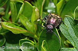 Foto: Kupferfarbener Kammhorn-Schnellkäfer (Ctenicera cuprea)