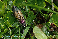 Foto: Kupferfarbener Kammhorn-Schnellkäfer (Ctenicera cuprea)