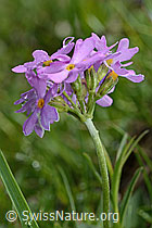 Mehl-Primel (Primula farinosa) (C195504)